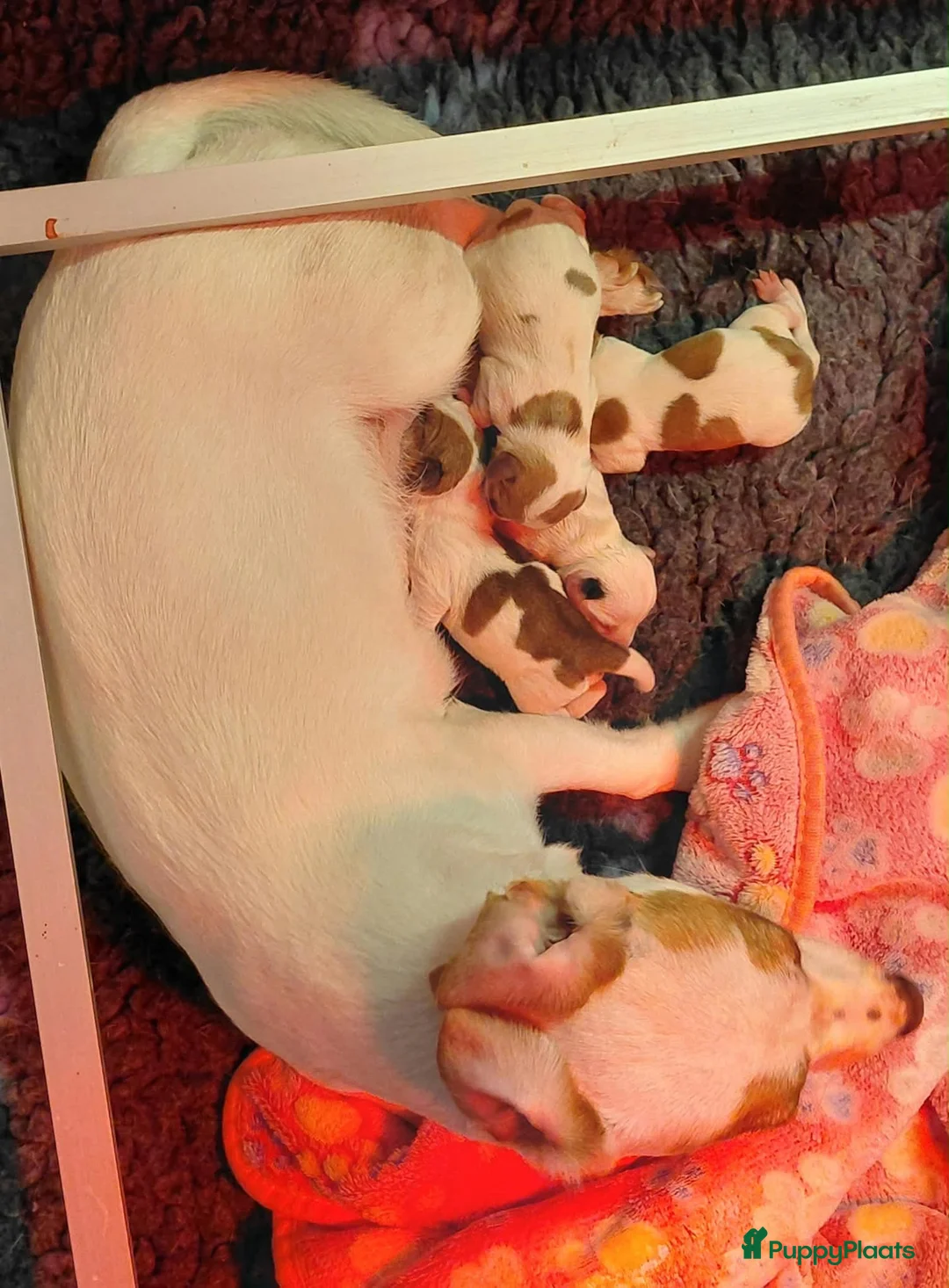 Jack Russel Terriër honden te koop: Jack Russell pups – 2 reutjes & 2 teefjes - Advertentie 1