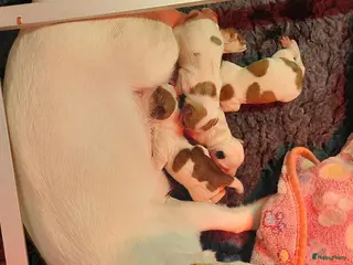 Jack Russel Terriër honden Jack Russell pups – 2 reutjes & 2 teefjes - Advertentie 2