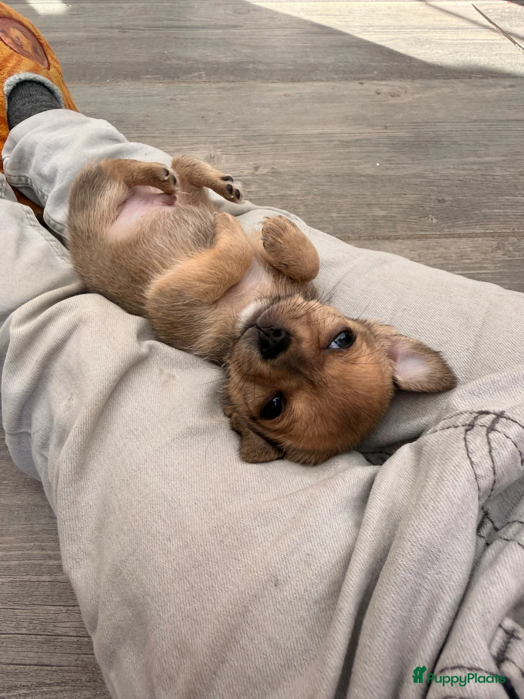 Chihuahua honden te koop: Prachtige chihuahua puppy’s  in Weert - Advertentie 3