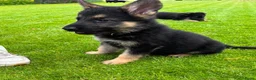 Duitse Herder honden te koop: Prachtige Duitse herder pups - Advertentie 11
