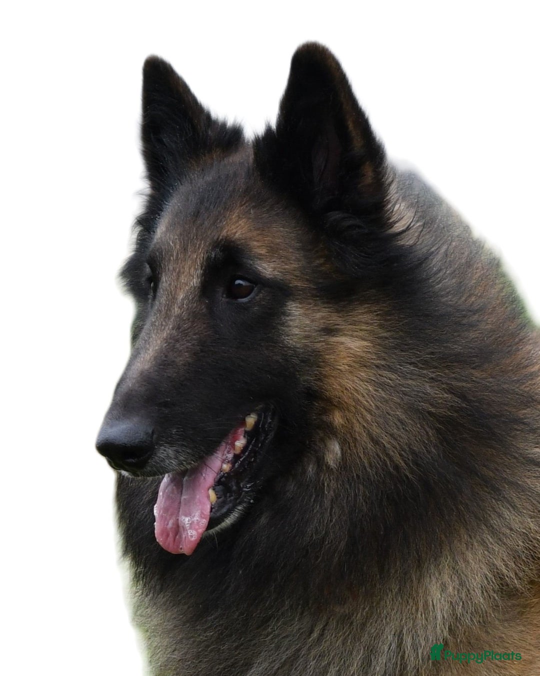 Tervuerense Herder honden te koop: Tervuerense herder pups - Afbeelding 14