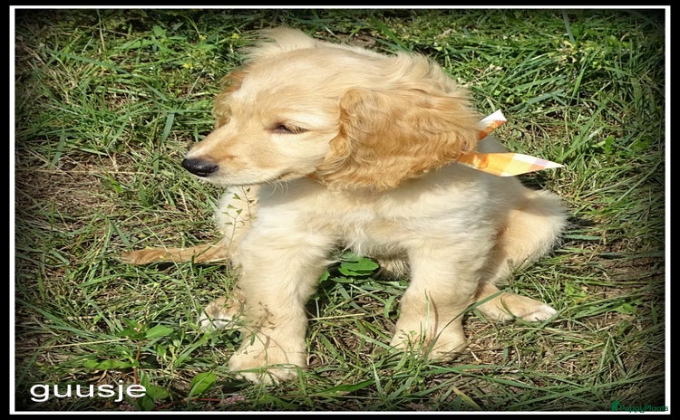 Cockapoo honden - Advertentie 2