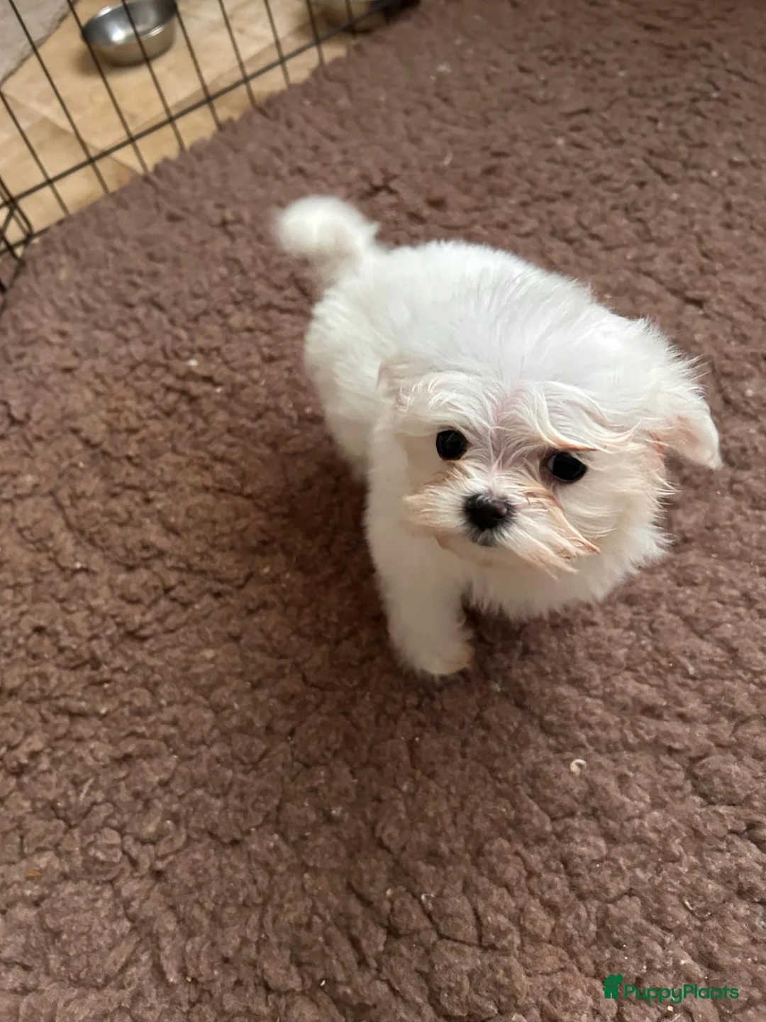 Maltezer honden te koop: Puppy's Reutjes - Advertentie 2