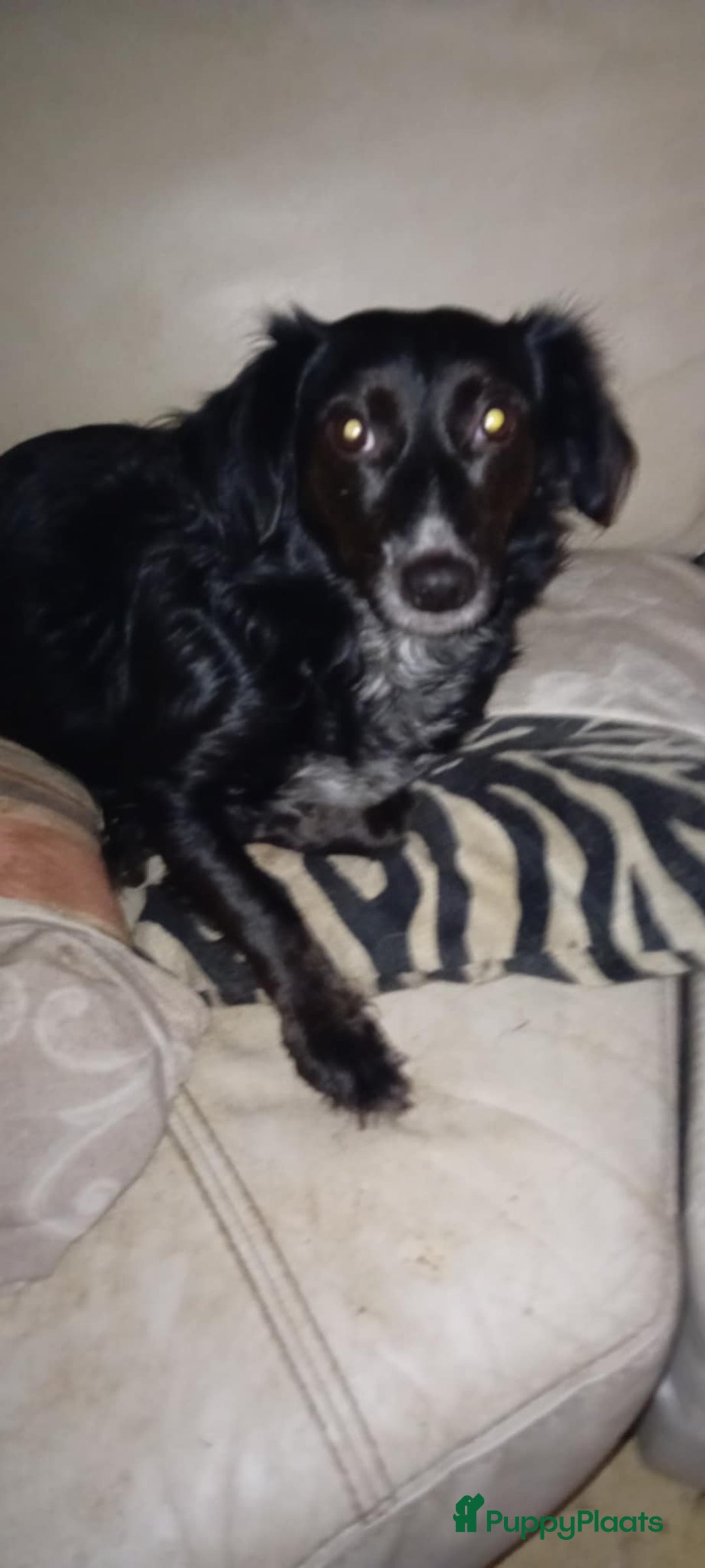 Kruising honden te koop: Lady italiaanse pup zoekt baasje - Advertentie 2