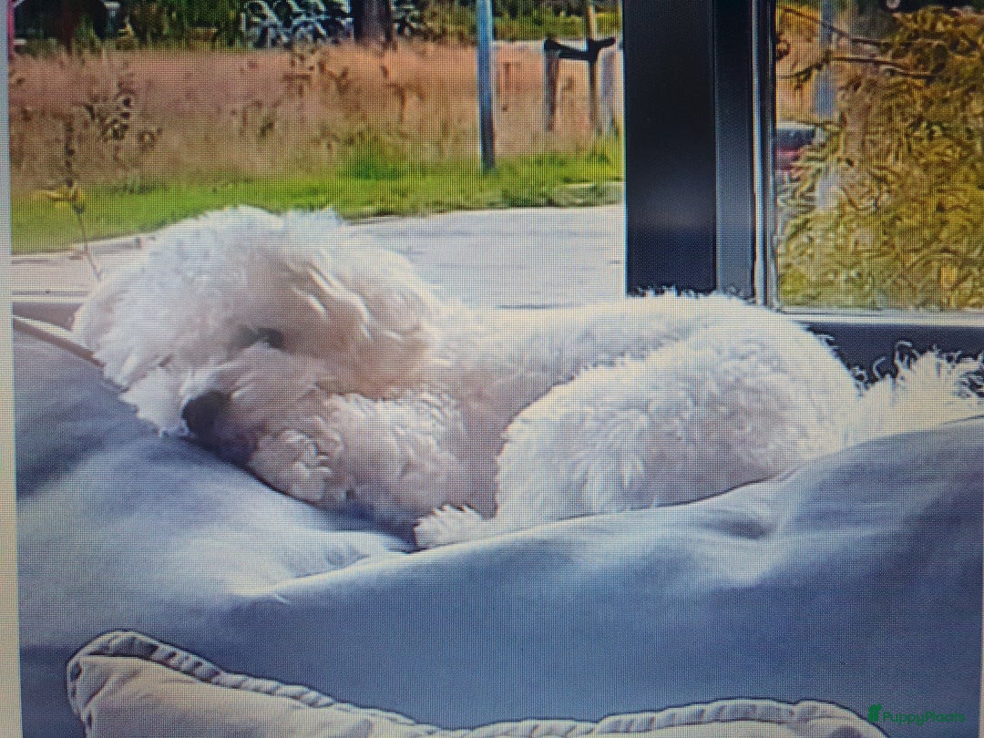 Maltipoo honden te koop: Maltipoo - Advertentie 10