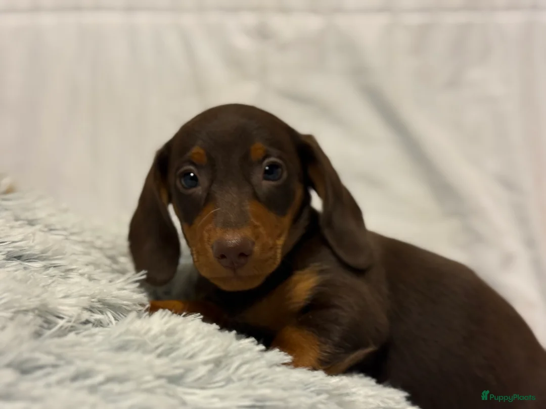 Teckel (korthaar)  honden te koop: Dwerg teckel pups  - Advertentie 11