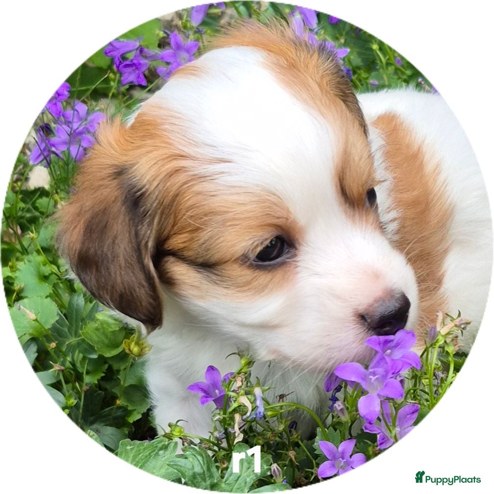 Kooikerhondje honden  Kooikerhondje puppy's /Kooiker pups, Kooikerhond  - Advertentie 2