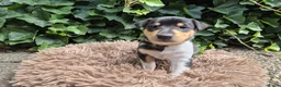 Schotse Herdershond korthaar honden te koop: Schotse herdershond korthaar pups - Advertentie 36