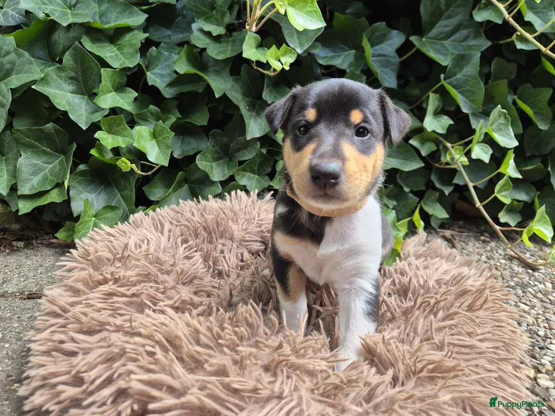 Schotse Herdershond korthaar honden te koop: Schotse herdershond korthaar pups - Advertentie 36