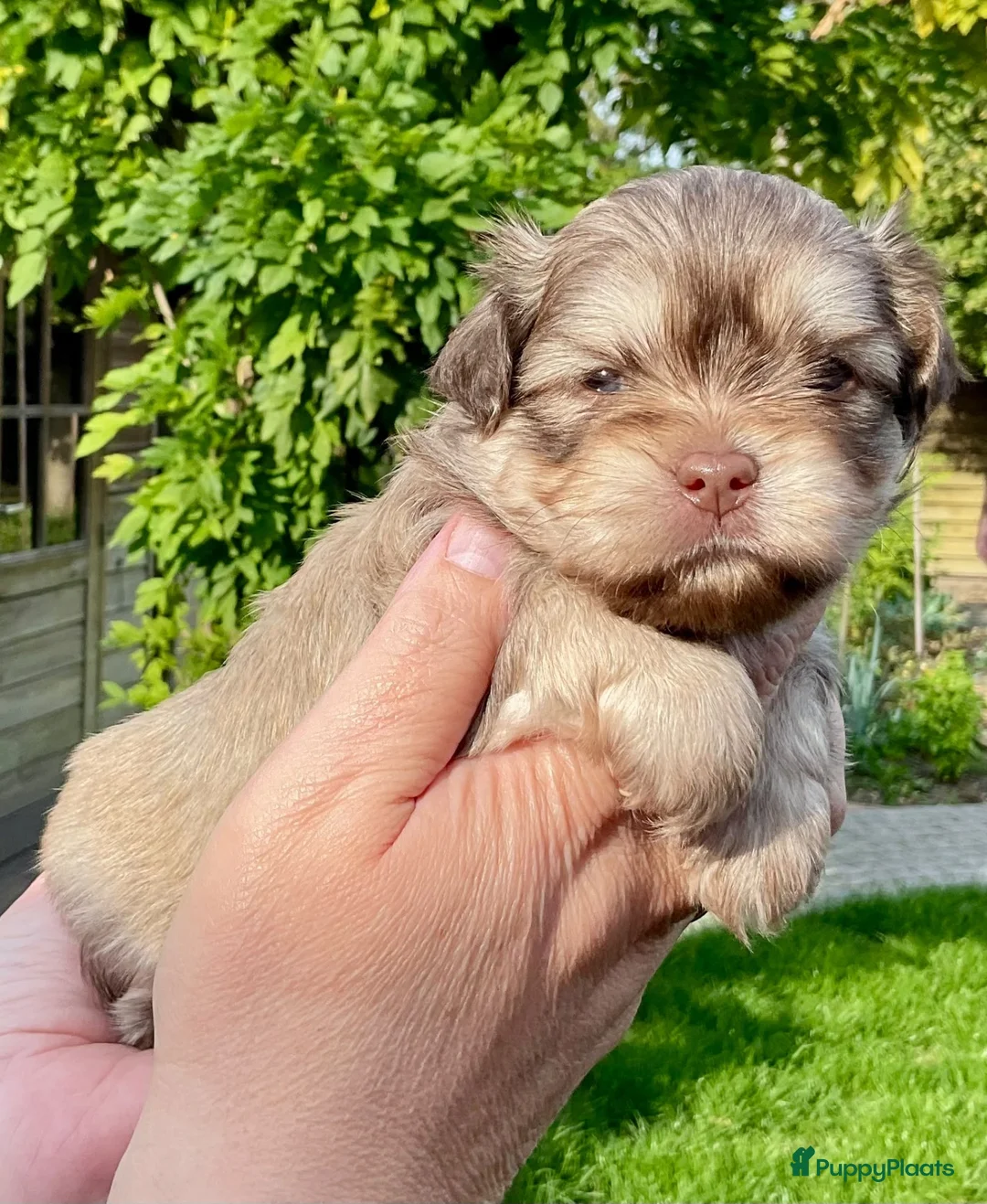 Boomer honden te koop: Boomerpups - Advertentie 2