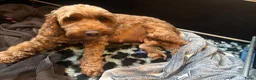 Cockapoo honden te koop: Cockapoo pups f1bb, huiselijk nestje - Advertentie 4
