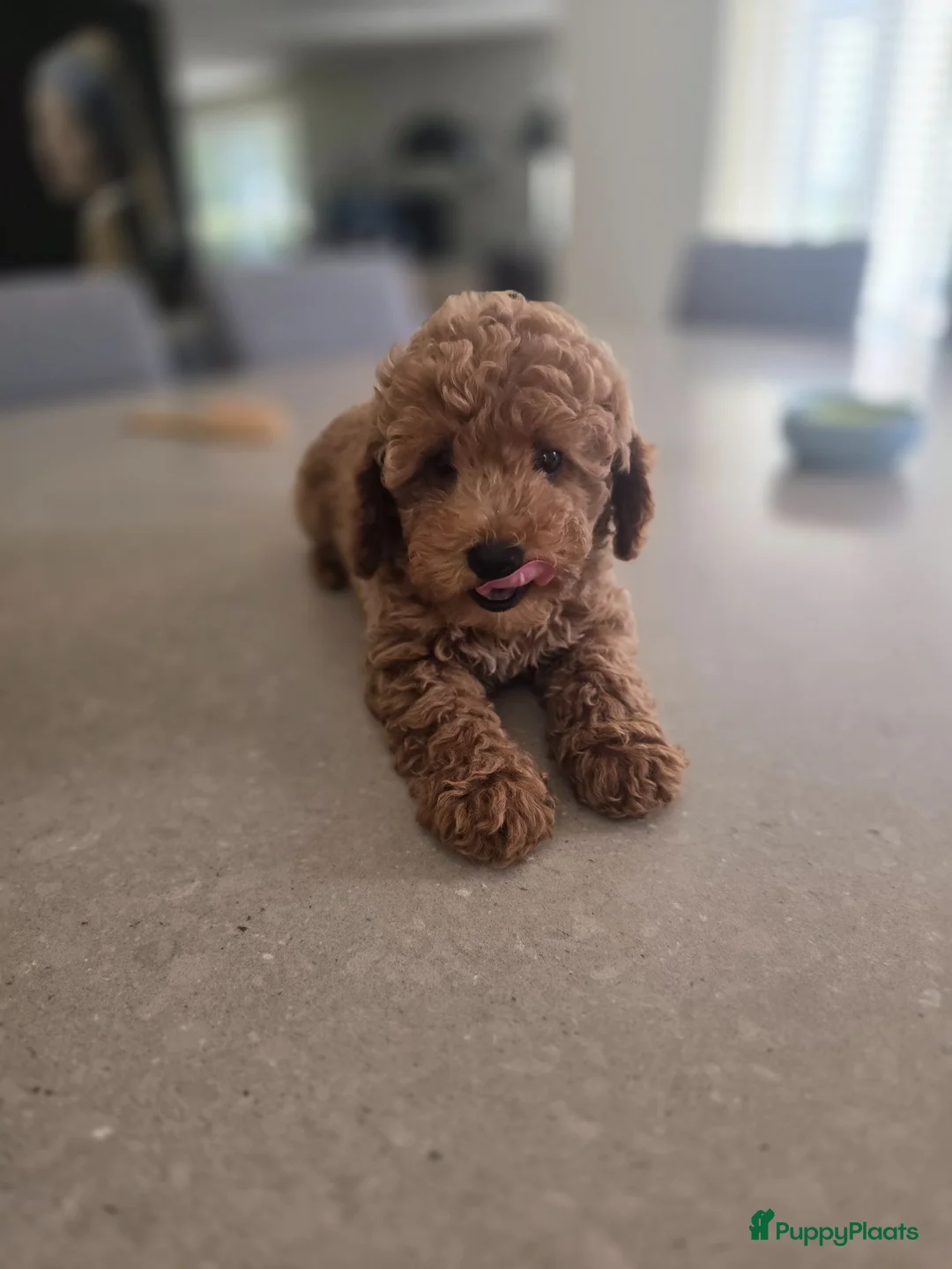 Poedel Toy honden te koop: Toypoedel pups - Advertentie 1