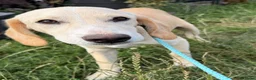 Kruising honden te koop: Jacco - Advertentie 3