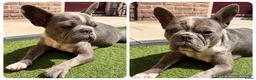 Franse Bulldog honden te koop: Franse bulldog pups - Merle- grey/blue-white/grey - Advertentie 8