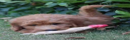 Goldendoodle honden te koop: Goldendoodle Pups - Advertentie 8