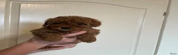 Poedel Toy honden te koop: Toy poedel pups - Advertentie 4