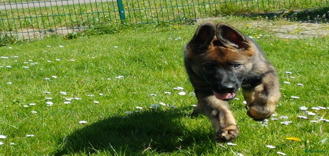 Galerij afbeelding {{count}}