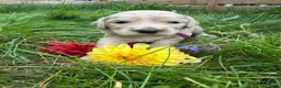 Labradoodle honden te koop: Labradoodles te koop - Advertentie 3