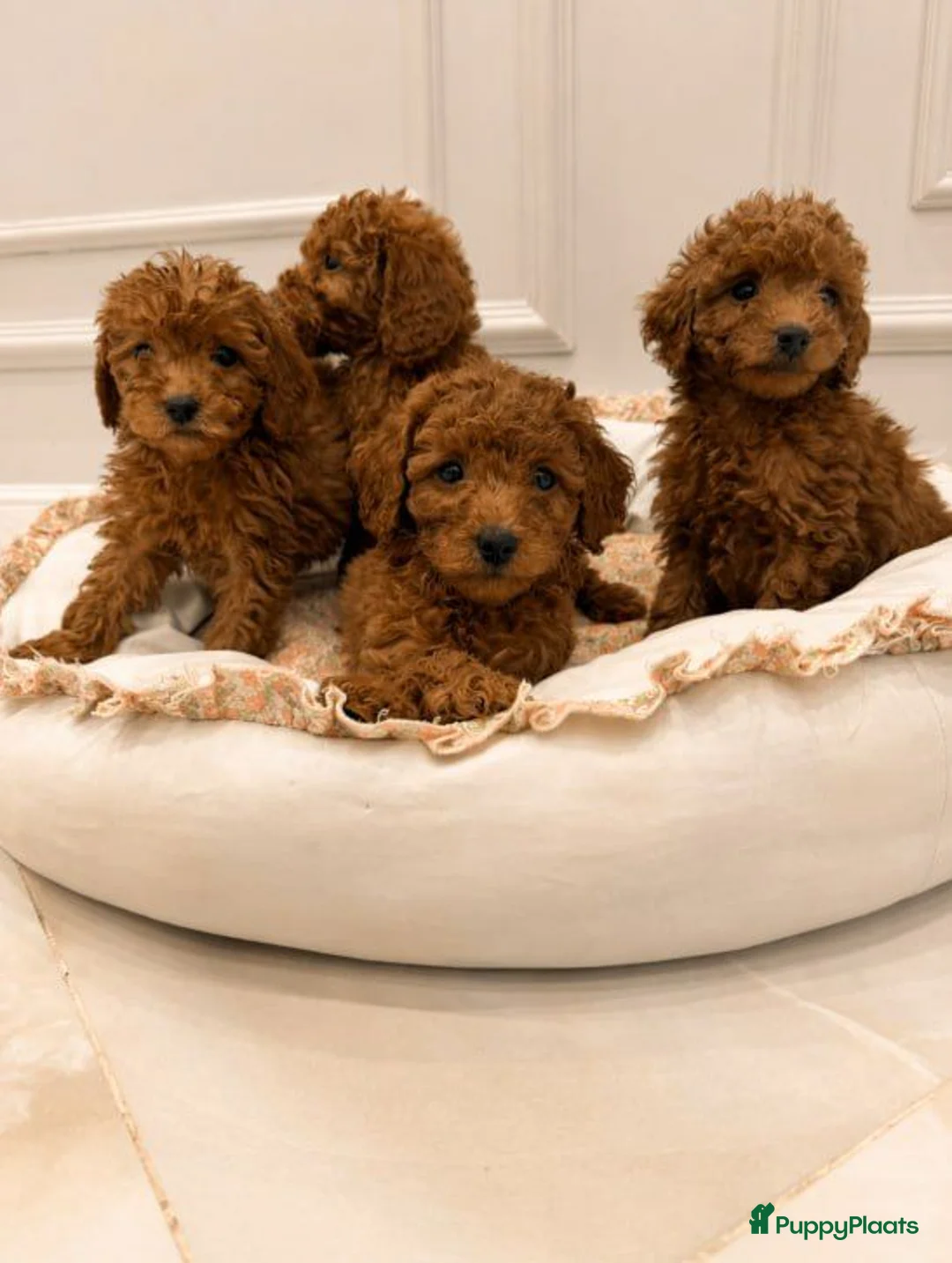Poedel Toy honden te koop: Toy Poedel pups - Advertentie 2