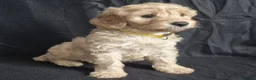 Cockapoo honden te koop: Kleine maat cockapoo pupjes - Advertentie 4