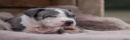 Amerikaanse Bully honden ter dekking: American Bully XL Dekreu  - Advertentie 22