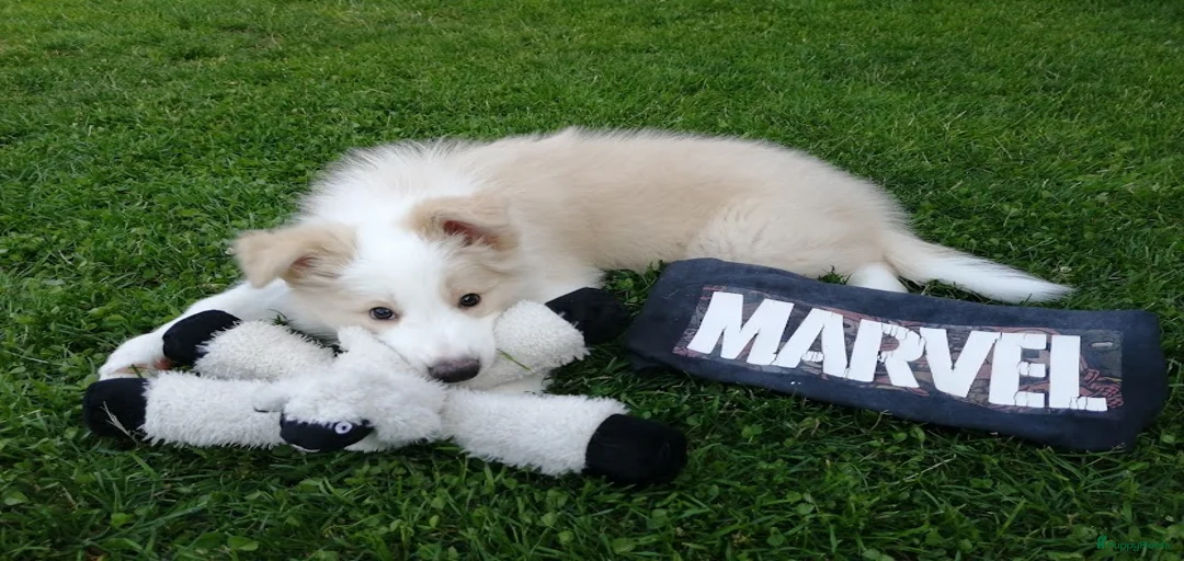 Galerij afbeelding {{count}}