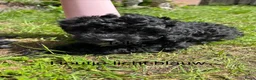 Maltipoo honden te koop: Maltipoo  - Advertentie 9