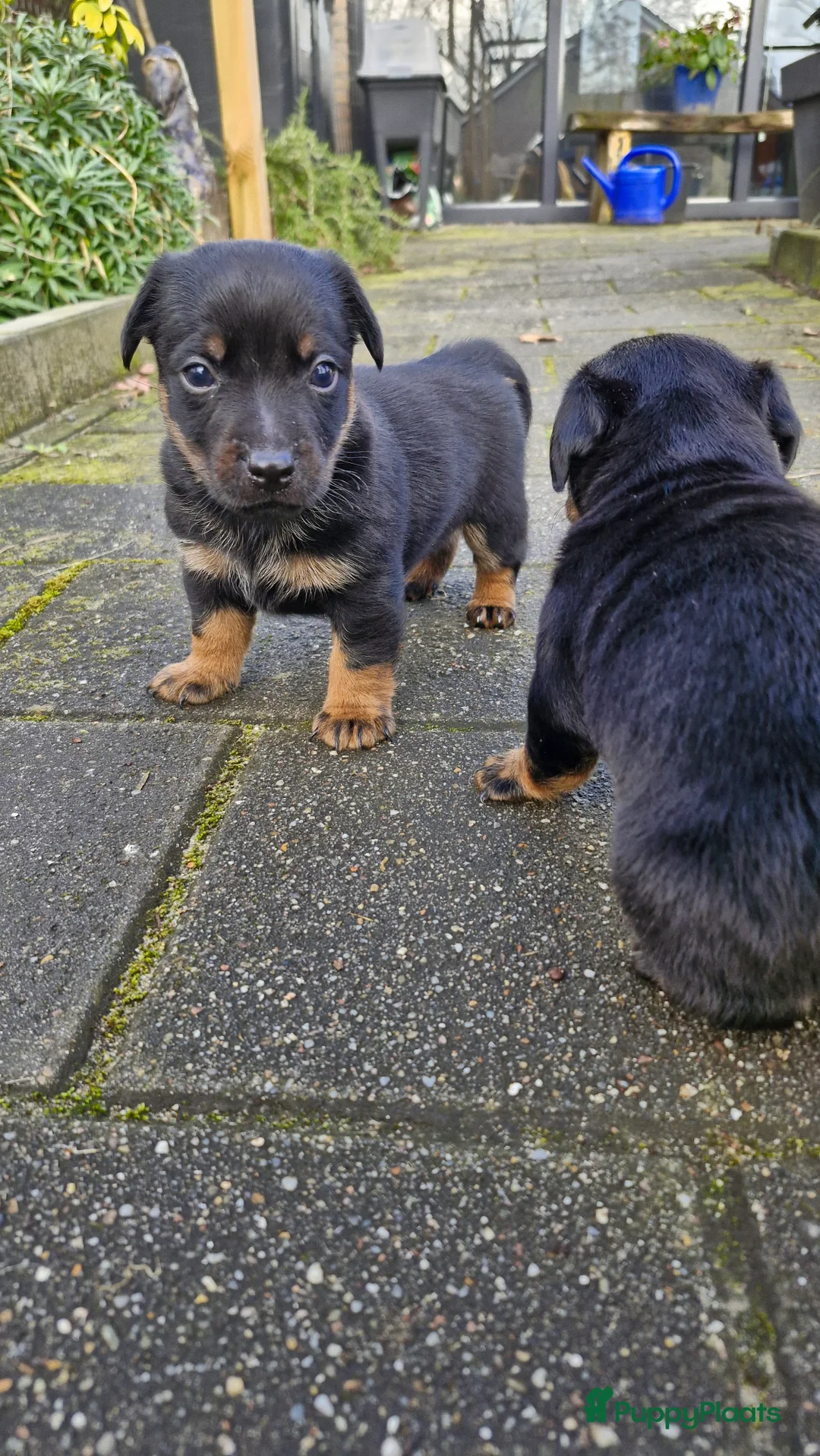 Jack Russel Terriër honden te koop: Jack Russell pups in De Wijk - Advertentie 3
