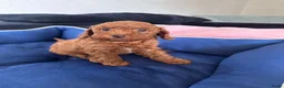 Poedel Toy honden te koop: Rode Toypoedel pups uit geteste ouders - Advertentie 6