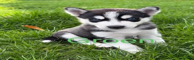 Kruising 7