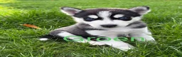 Kruising honden te koop: Husky pups - Advertentie 11