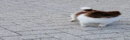 Pomeriaan honden ter dekking: Mooi pomeriaanreutje  - Advertentie 3