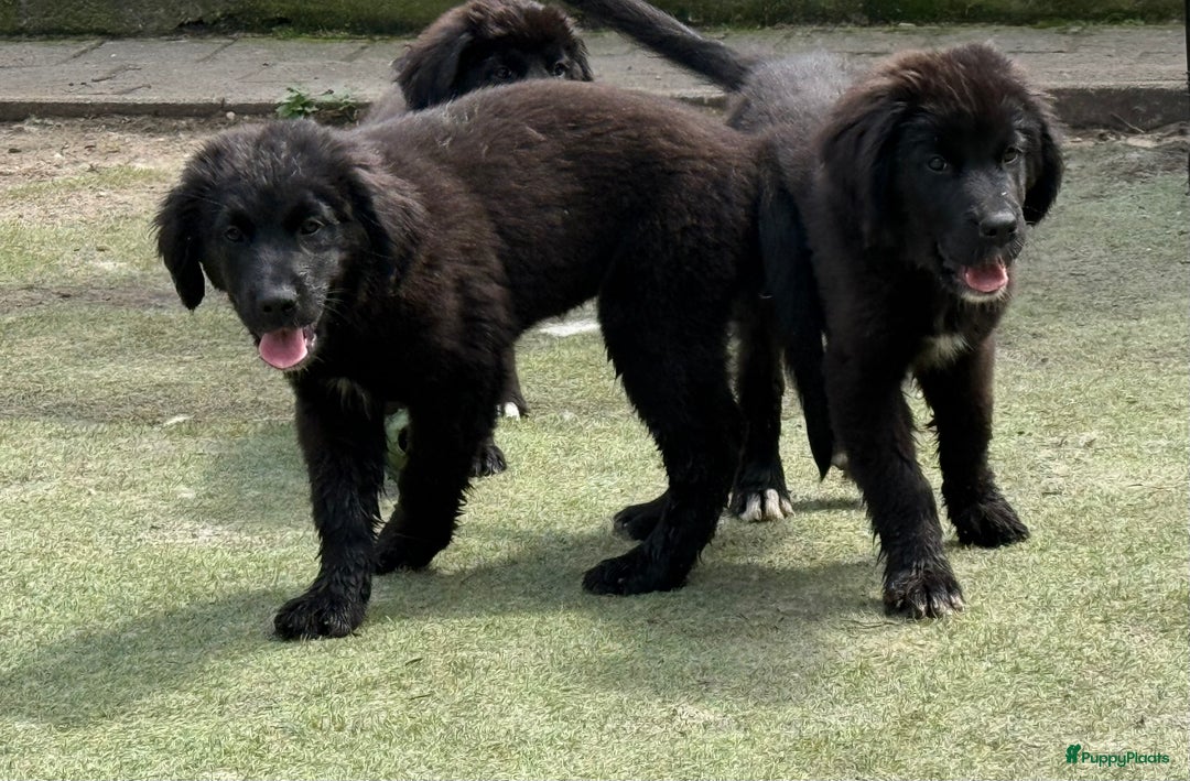 Kruising honden te koop: Newfoundlander Kruising pups  - Afbeelding 19