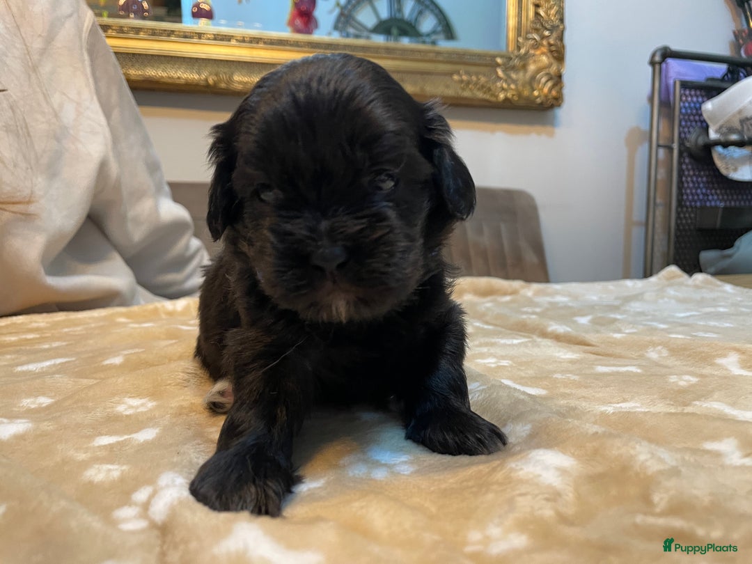 Kruising honden te koop: Boompoo pups, Boomer X Toy poedel - Advertentie 24