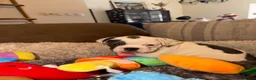 Franse Bulldog honden te koop: Franse Bulldog puppy’s 🩵🩷 - Advertentie 3