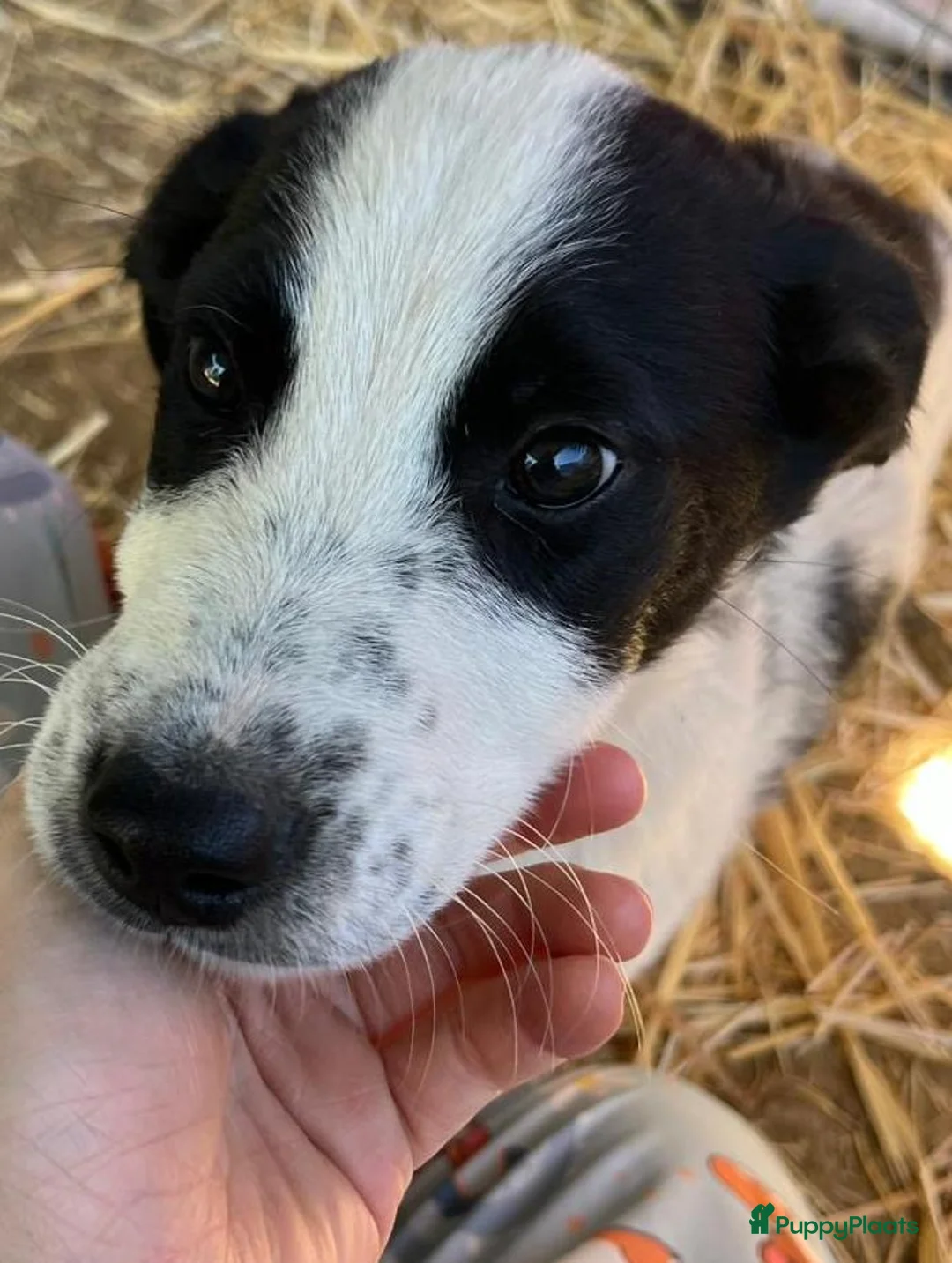Kruising honden ter adoptie: Dillon  zoekt een gouden mandje een schatje - Advertentie 7