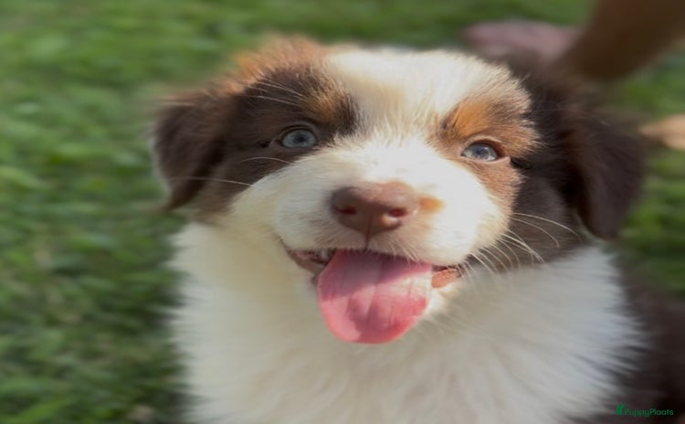 Australian Shepherd honden - Advertentie 5