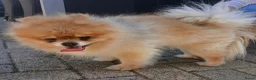 Pomchi honden te koop: Te koop - prachtige pomeriaan pups - Advertentie 17