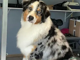 Australian Shepherd honden Australian shepherd pups met fci stamboom - Advertentie 1