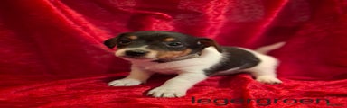 Jack Russel Terriër puppy legergroen 