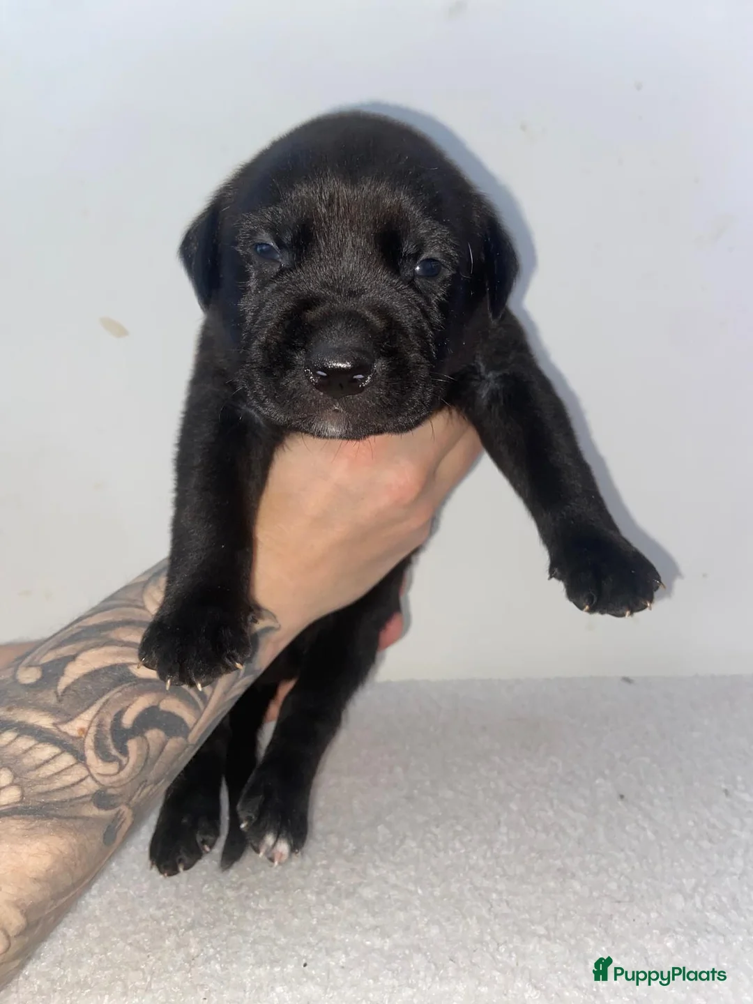 Kruising honden te koop: Bully xl pups  - Advertentie 6