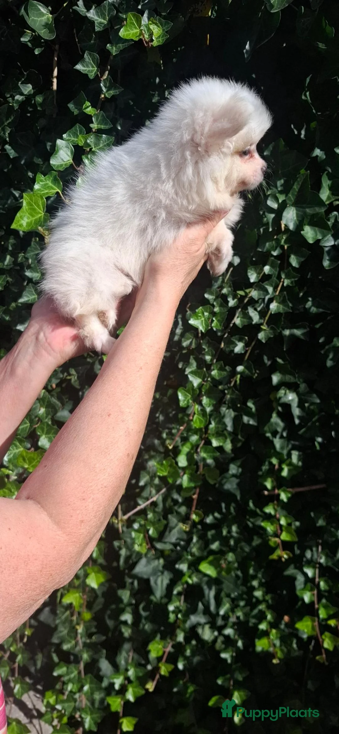 Pomchi honden te koop: Pom/chi pups 3 reutjes 1 teefje  - Advertentie 2