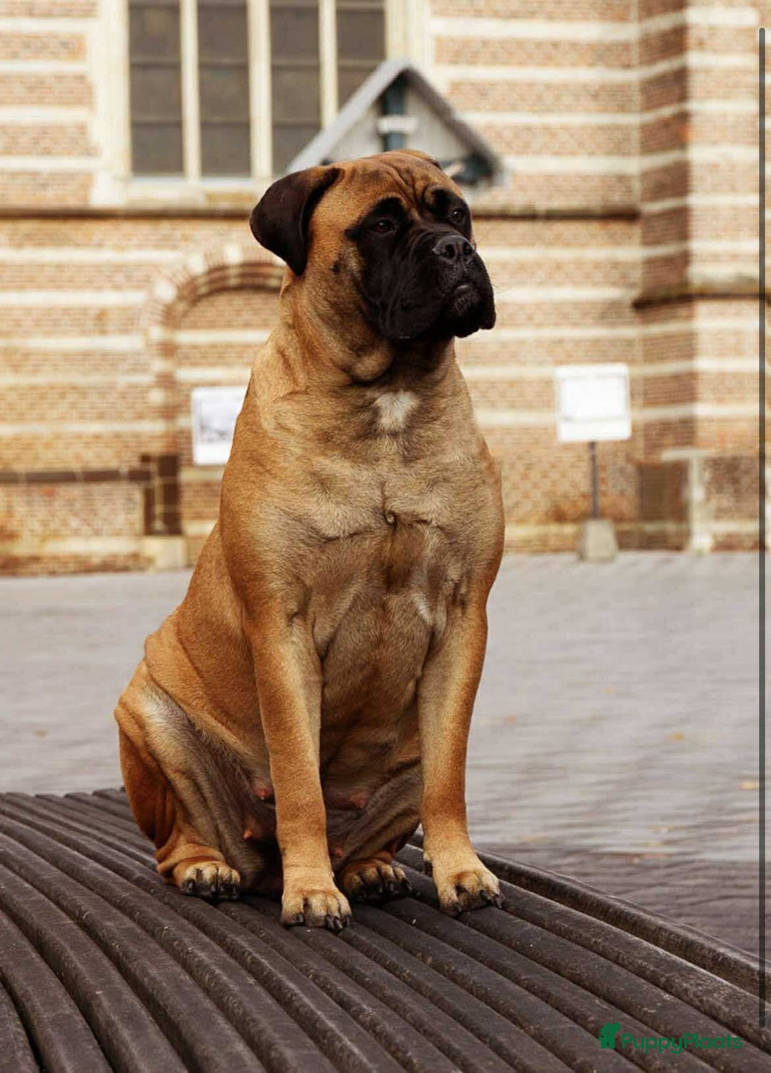 Bullmastiff honden te koop: Bullmastiff pups  - Advertentie 2