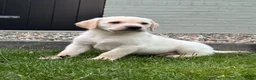 Labrador Retriever honden te koop: Labrador pups - Advertentie 10