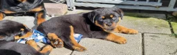 Rottweiler honden te koop: Nog 5 Rottweiler pups uit de volgende combinatie: - Advertentie 7