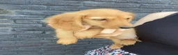 Teckel (langhaar) honden te koop: Kleurrijke langharige teckel pups - Advertentie 2