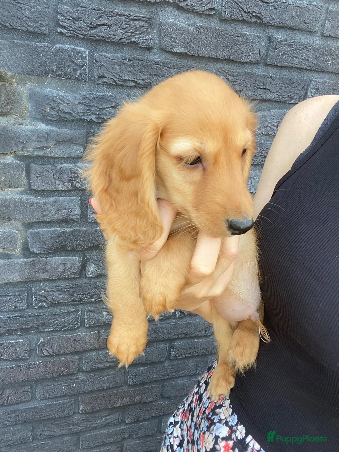 Teckel (langhaar) honden te koop: Kleurrijke langharige teckel pups - Advertentie 2
