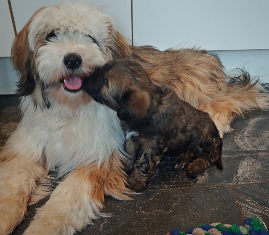 Tibetaanse Terriër honden te koop: Tibetaanse Terriërs  - Advertentie 16