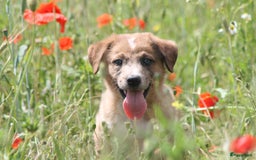 Australian Shepherd honden te koop: Kruising Aussi pups  - Afbeelding 11