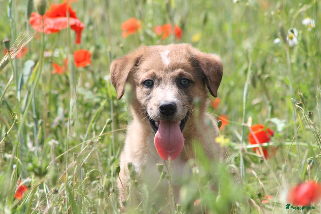 Australian Shepherd honden te koop: Kruising Aussi pups  - Afbeelding 11